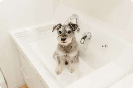 シャンプードレッサー