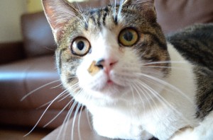 猫のひげ