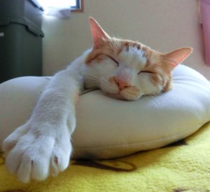 くつろぐ猫