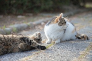 じゃれあう猫