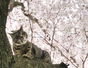 桜と猫