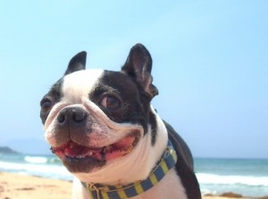 海で笑う犬