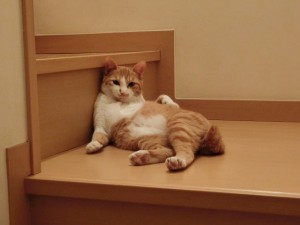 階段で一休みする猫