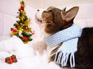 クリスマスツリーとマフラーをする猫